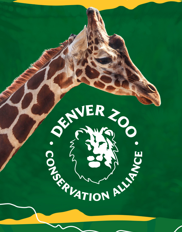 Denver Zoo Image with Giraffe